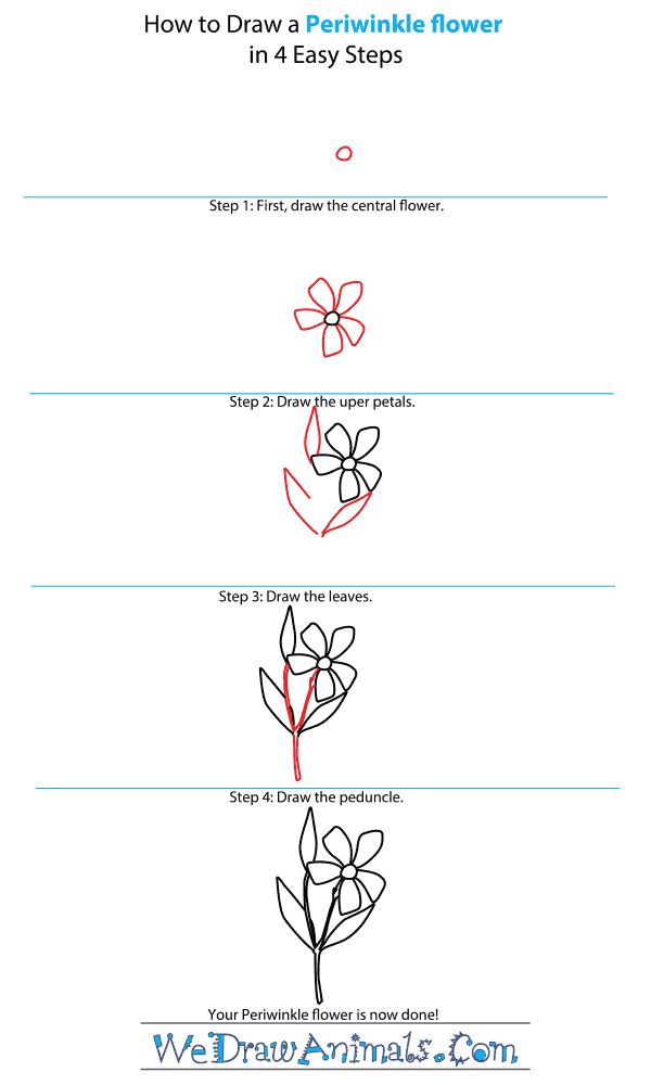 How to Draw a Periwinkle Flower - Step-by-Step Tutorial