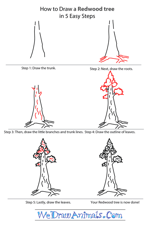 How to Draw a Redwood Tree - Step-by-Step Tutorial