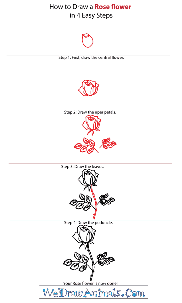 How to Draw a Rose Flower - Step-by-Step Tutorial
