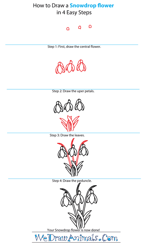 How to Draw a Snowdrop Flower - Step-by-Step Tutorial