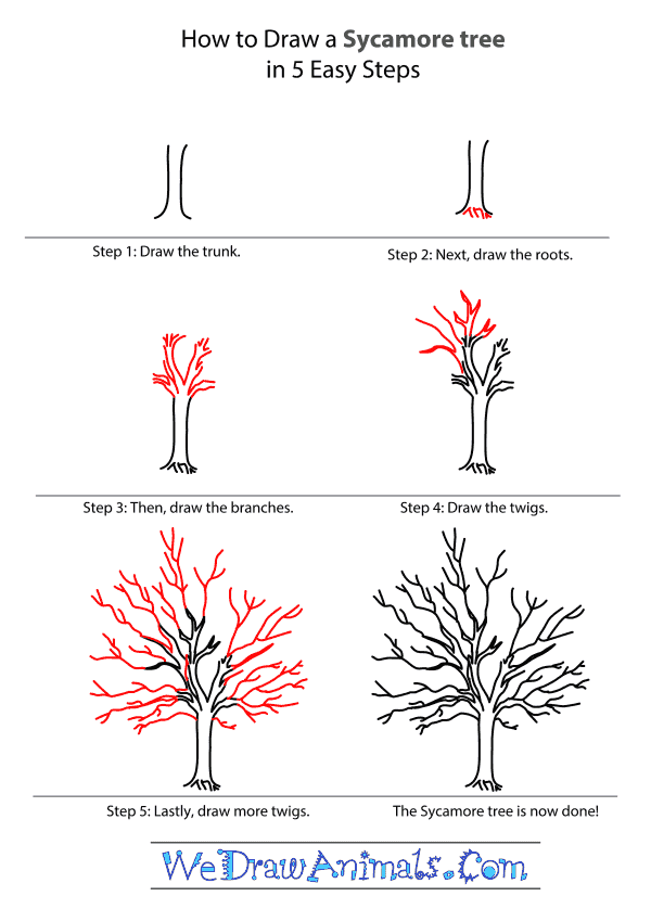 How to Draw a Sycamore Tree - Step-by-Step Tutorial