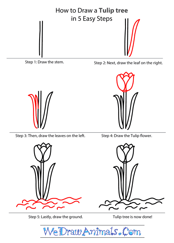 How to Draw a Tulip Tree - Step-by-Step Tutorial