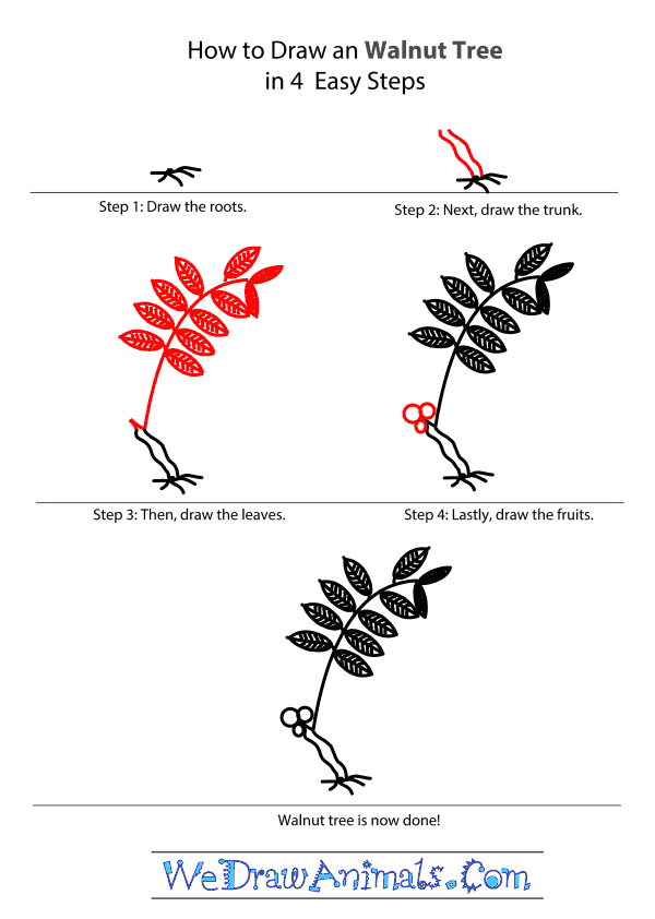 How to Draw a Walnut Tree - Step-by-Step Tutorial