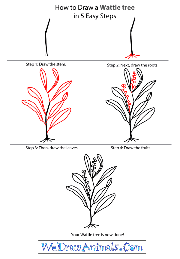 How to Draw a Wattle Tree - Step-by-Step Tutorial