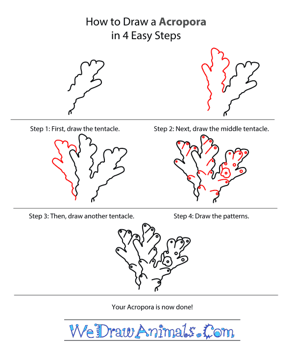 How to Draw an Acropora - Step-by-Step Tutorial