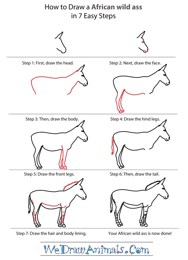 How to Draw an African Wild Ass - Step-by-Step Tutorial