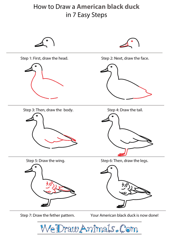 How to Draw an American Black Duck - Step-by-Step Tutorial