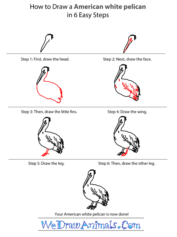 How to Draw an American White Pelican - Step-by-Step Tutorial