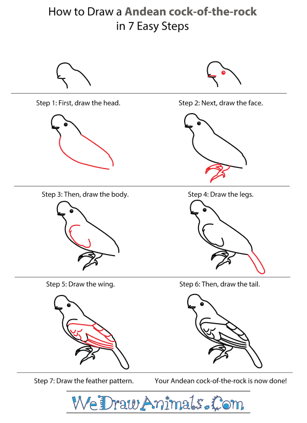 How to Draw an Andean Cock-Of-The-Rock - Step-by-Step Tutorial