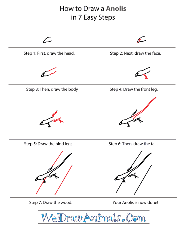 How to Draw an Anolis - Step-by-Step Tutorial