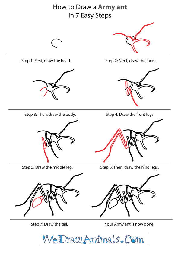 How to Draw an Army Ant - Step-by-Step Tutorial