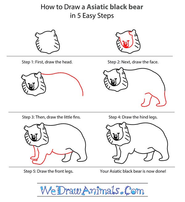 How to Draw an Asiatic Black Bear - Step-by-Step Tutorial