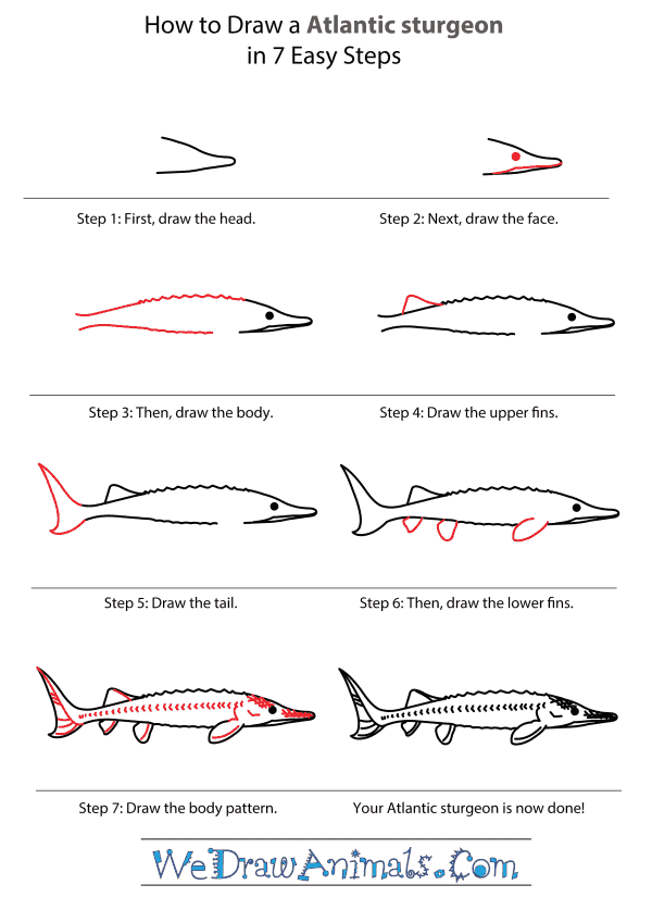 How to Draw an Atlantic Sturgeon - Step-by-Step Tutorial