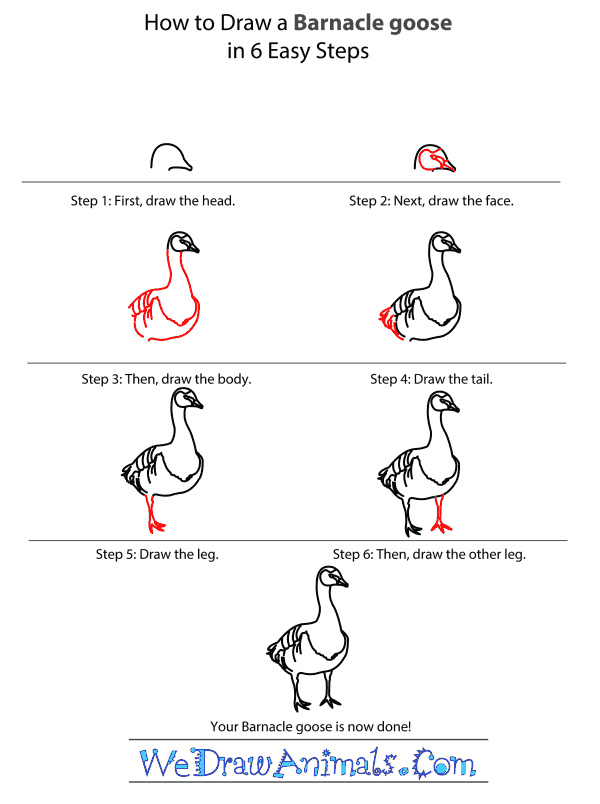 How to Draw a Barnacle Goose - Step-by-Step Tutorial