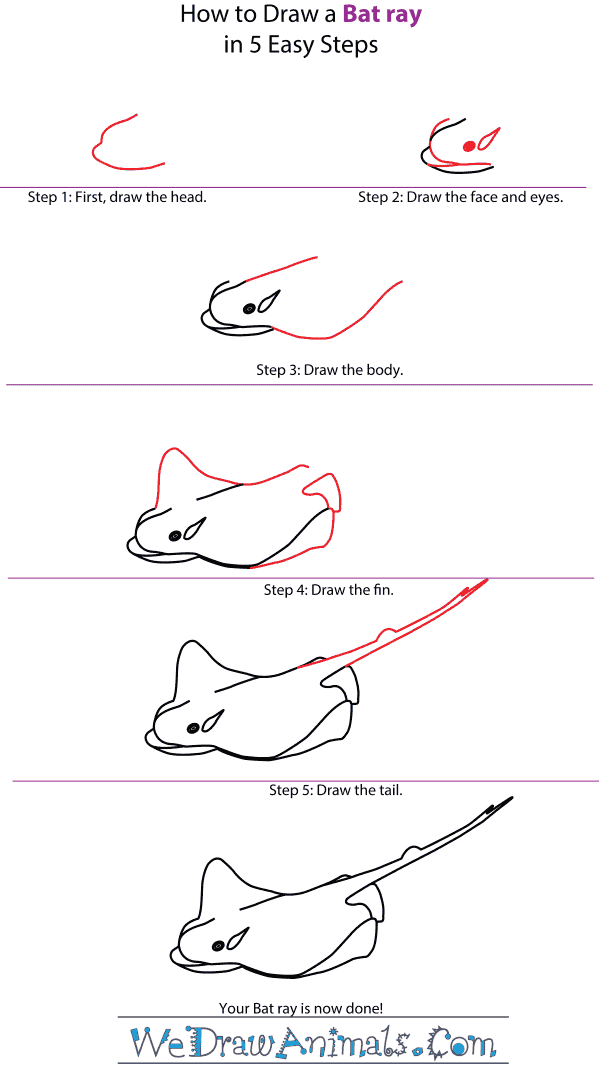 How to Draw a Bat Ray - Step-by-Step Tutorial