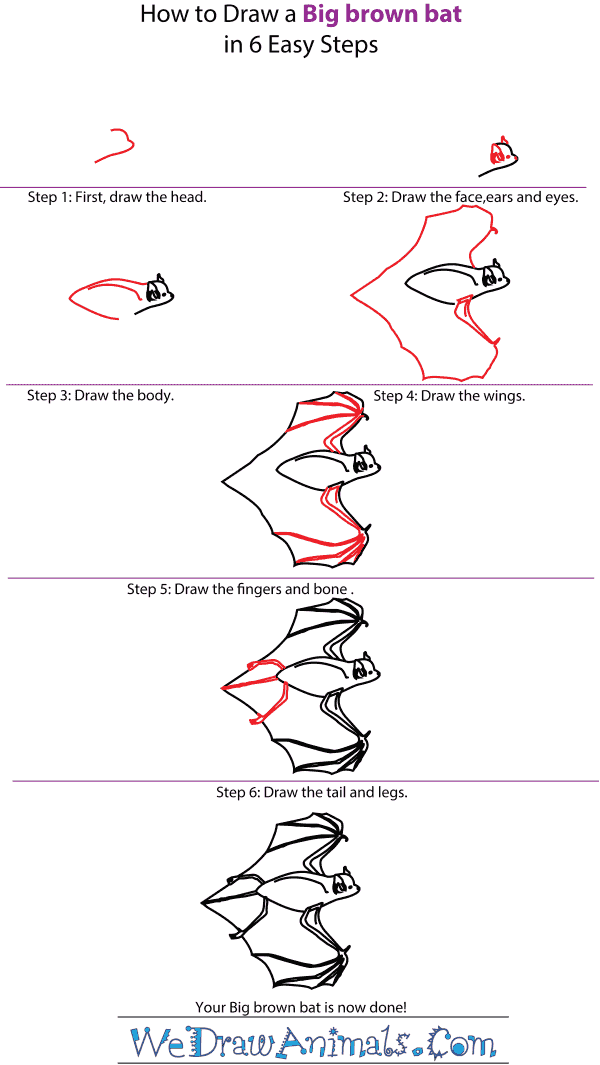 How to Draw a Big Brown Bat - Step-by-Step Tutorial