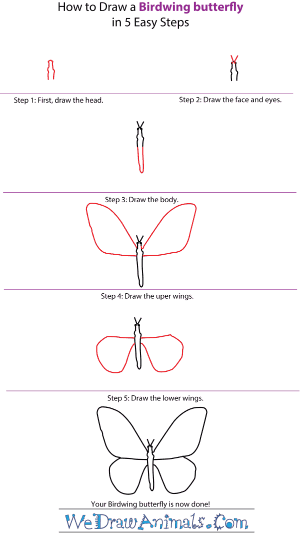 How to Draw a Birdwing Butterfly - Step-by-Step Tutorial