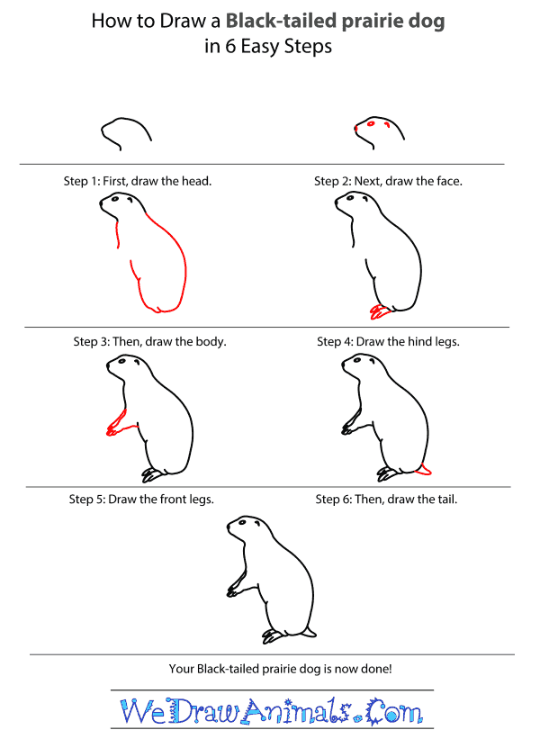 How To Draw A Black Tailed Prairie Dog