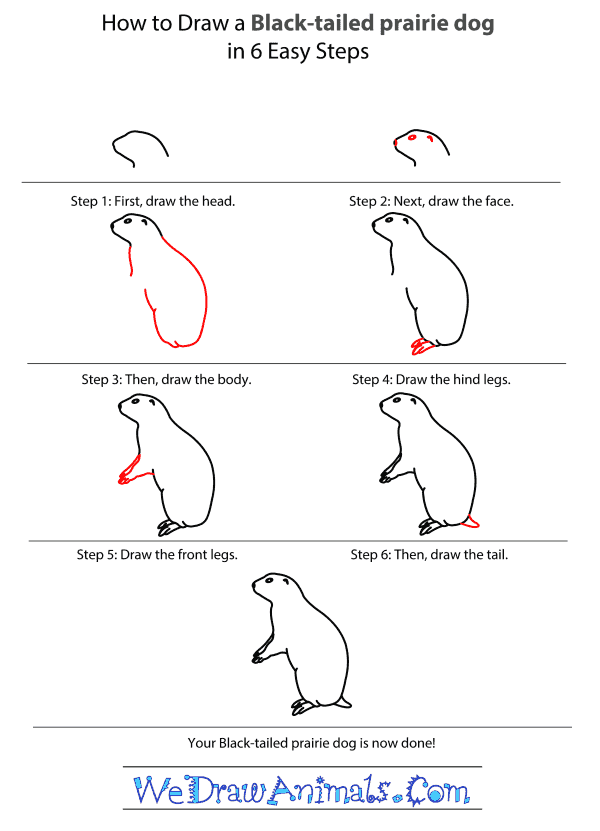 How to Draw a BlackTailed Prairie Dog