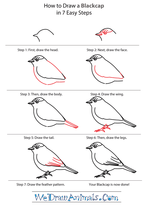 How to Draw a Blackcap - Step-by-Step Tutorial