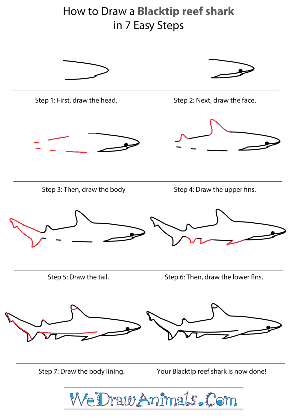 How to Draw a Blacktip Reef Shark - Step-by-Step Tutorial