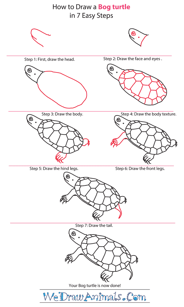 How to Draw a Bog Turtle - Step-by-Step Tutorial