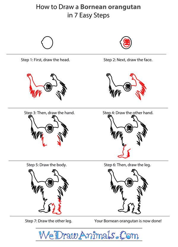 How to Draw a Bornean Orangutan - Step-by-Step Tutorial