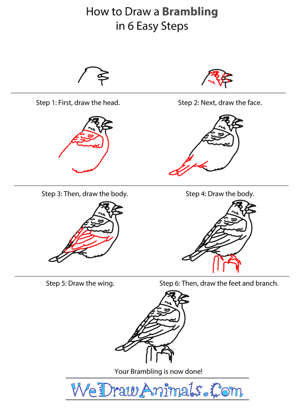 How to Draw a Brambling - Step-by-Step Tutorial