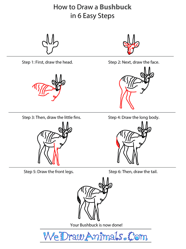 How to Draw a Bushbuck - Step-by-Step Tutorial