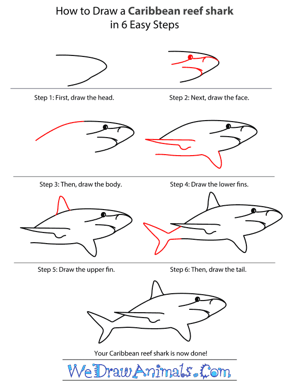 How to Draw a Caribbean Reef Shark - Step-by-Step Tutorial