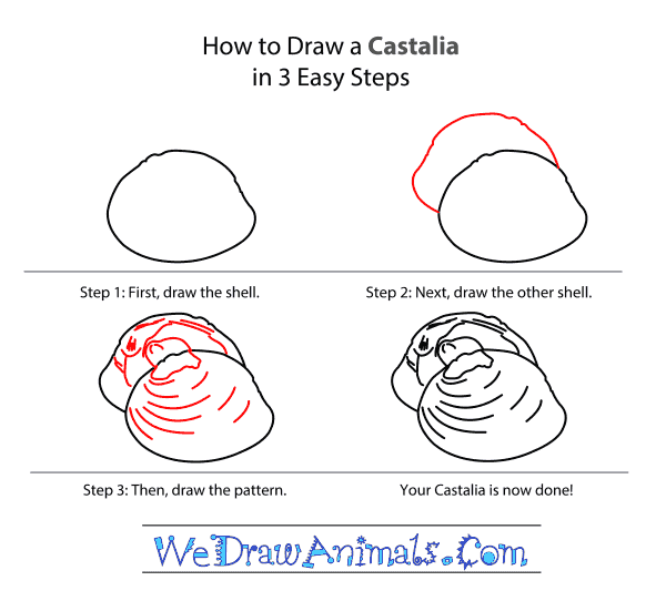 How to Draw a Castalia - Step-by-Step Tutorial
