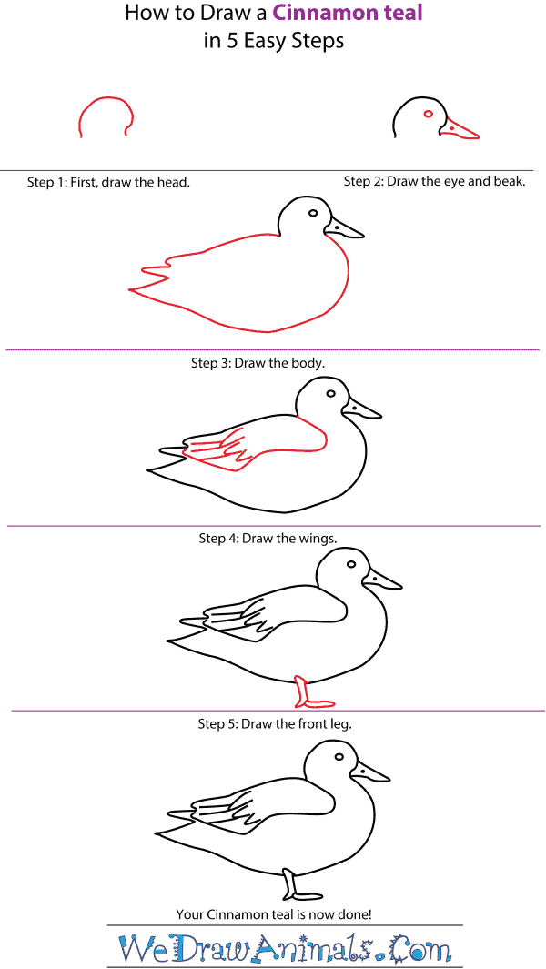 How to Draw a Cinnamon Teal - Step-by-Step Tutorial