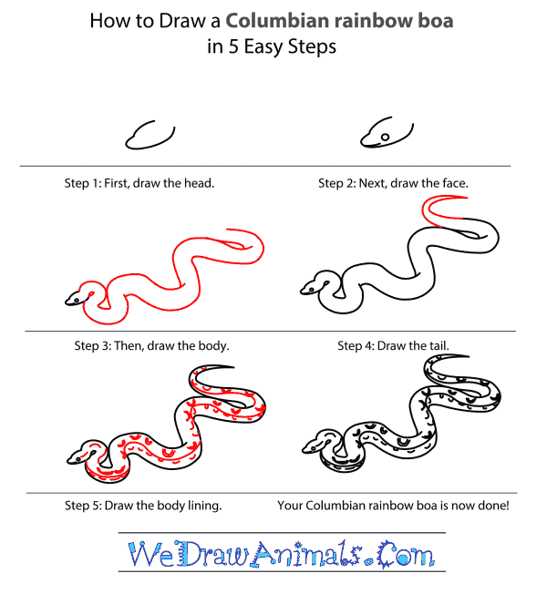 How to Draw a Columbian Rainbow Boa - Step-by-Step Tutorial