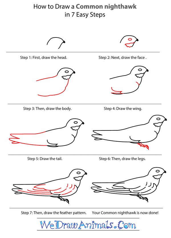How to Draw a Common Nighthawk - Step-by-Step Tutorial