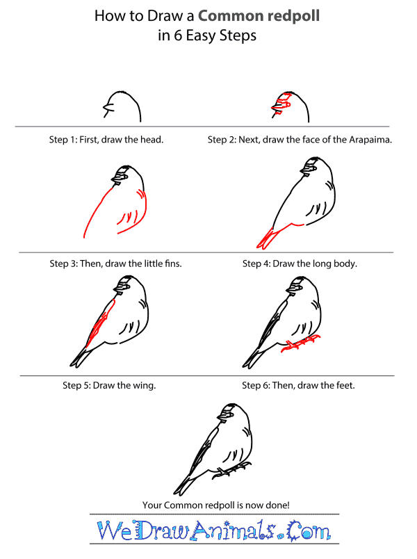 How to Draw a Common Redpoll - Step-by-Step Tutorial