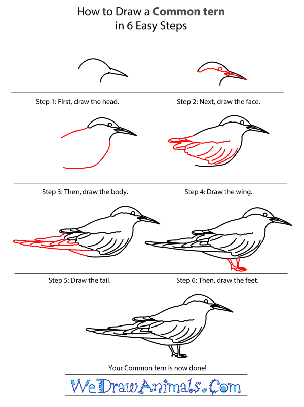 How to Draw a Common Tern - Step-by-Step Tutorial