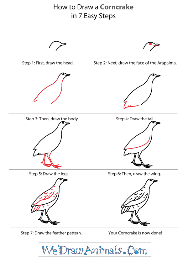 How to Draw a Corncrake - Step-by-Step Tutorial