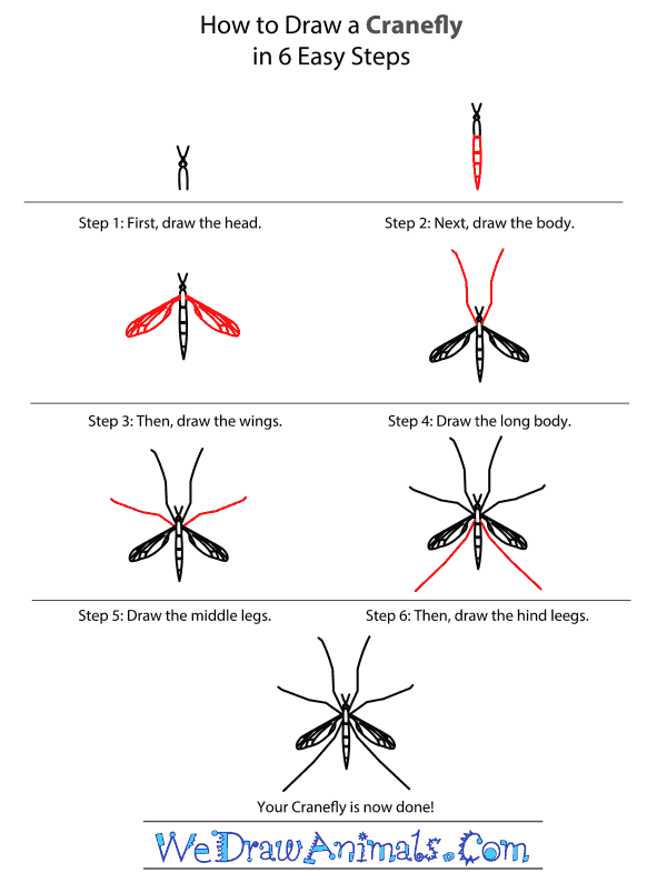 How to Draw a Cranefly - Step-by-Step Tutorial