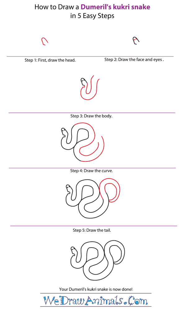 How to Draw a Dumeril's Kukri Snake - Step-by-Step Tutorial