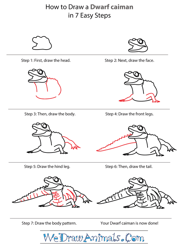 How to Draw a Dwarf Caiman - Step-by-Step Tutorial