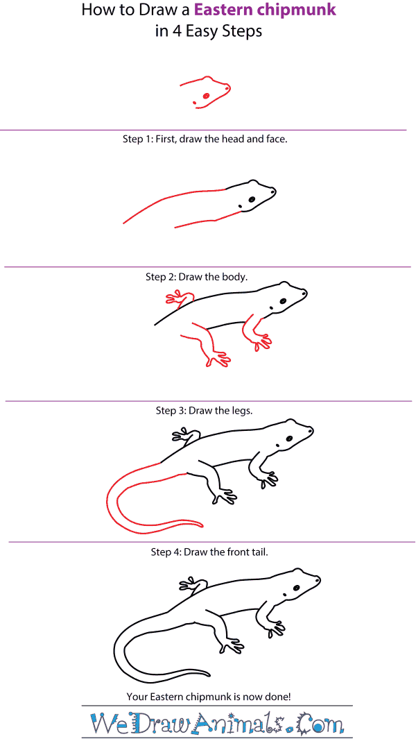 How to Draw an Eastern Chipmunk - Step-by-Step Tutorial