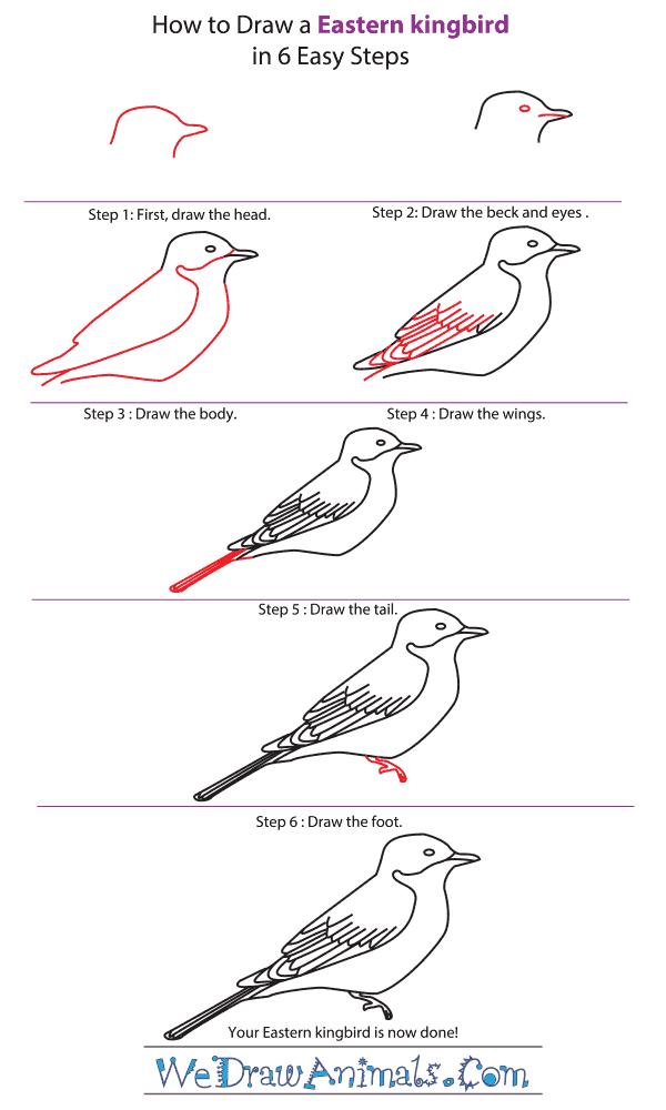 How to Draw an Eastern Kingbird - Step-by-Step Tutorial