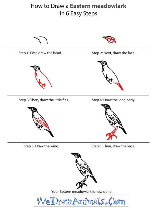 How to Draw an Eastern Meadowlark - Step-by-Step Tutorial