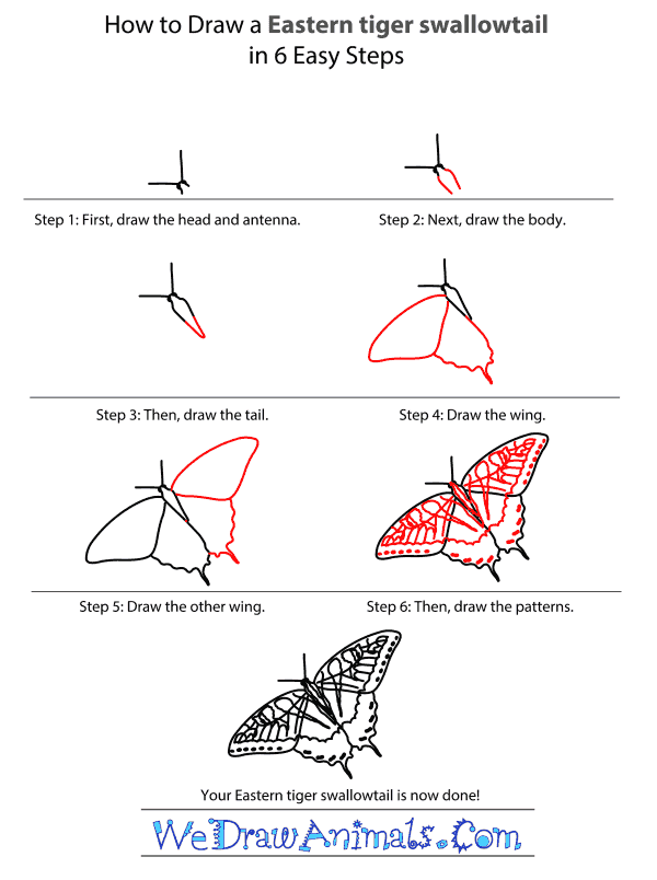 How to Draw an Eastern Tiger Swallowtail - Step-by-Step Tutorial
