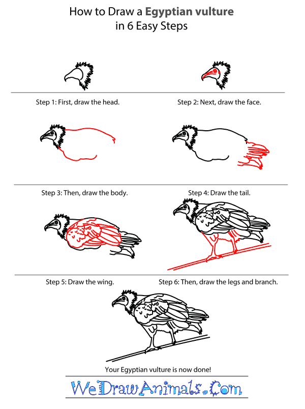 How to Draw an Egyptian Vulture - Step-by-Step Tutorial