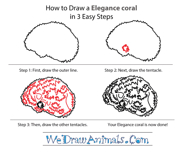 How to Draw an Elegance Coral - Step-by-Step Tutorial