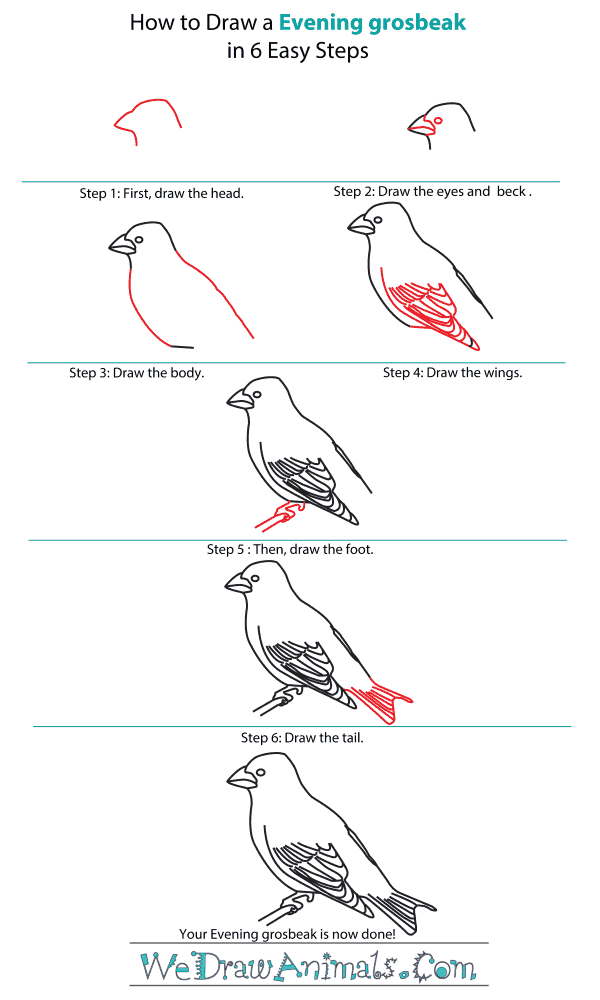 How to Draw an Evening Grosbeak - Step-by-Step Tutorial