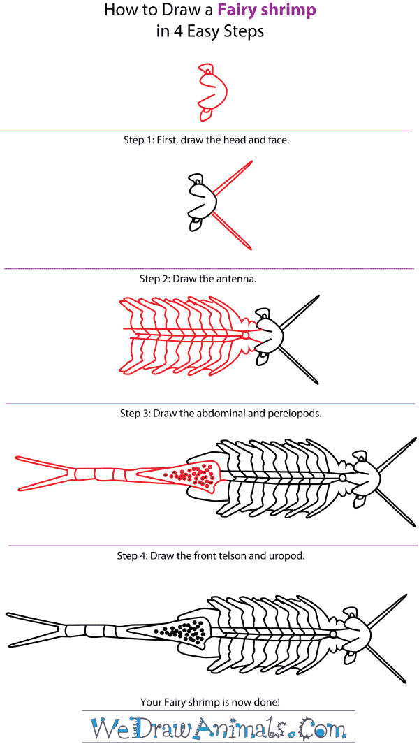 How to Draw a Fairy Shrimp - Step-by-Step Tutorial