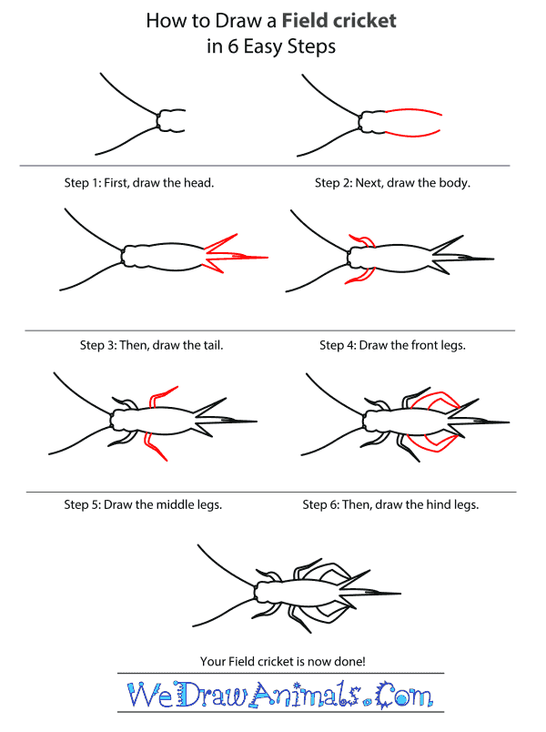 How to Draw a Field Cricket - Step-by-Step Tutorial