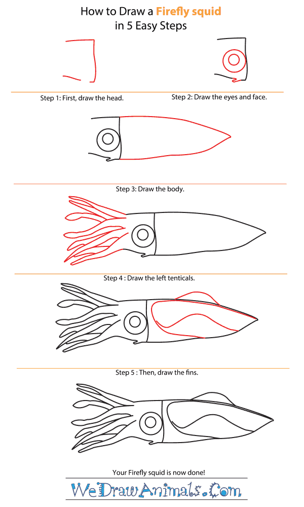 How to Draw a Firefly Squid - Step-by-Step Tutorial